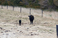 03-28-12 Baby Calves