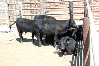 09-12-12 Sale Barn Calves