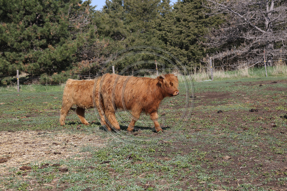 Highland_cattle_0015