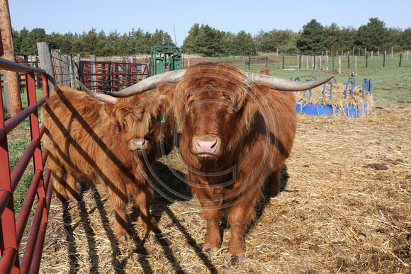 Highland_cattle_0004