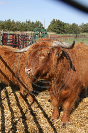 Highland_cattle_0006