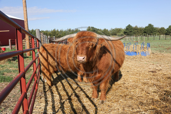 Highland_cattle_0009