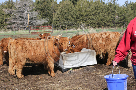 Highland_cattle_0020