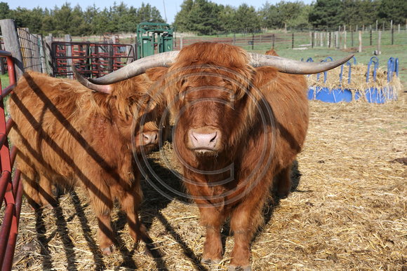 Highland_cattle_0005