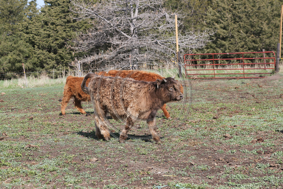 Highland_cattle_0013