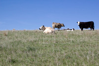 05-16-12 Grass-Fed Beef