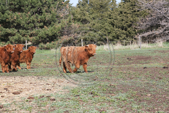 Highland_cattle_0011