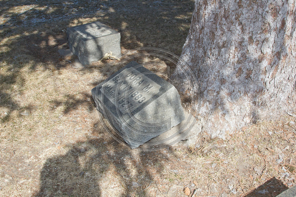 Cemetery_trees_0014