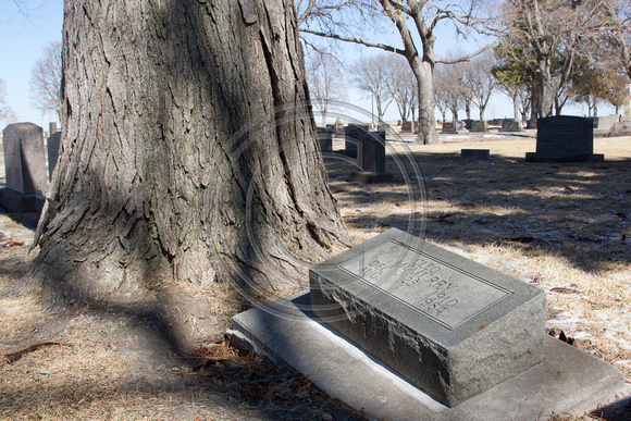 Cemetery_trees_0010