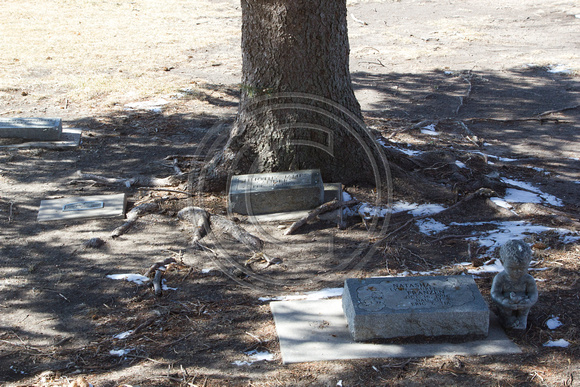 Cemetery_trees_0019