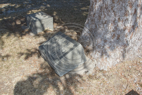 Cemetery_trees_0013