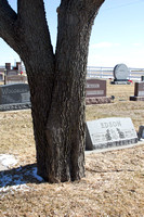 02-25-15 Cemetery Trees